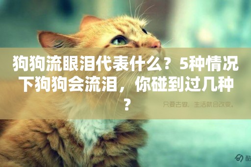 狗狗流眼淚代表什么？5種情況下狗狗會流淚，你碰到過幾種？