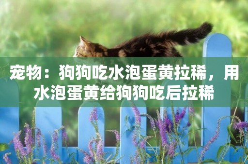 寵物：狗狗吃水泡蛋黃拉稀，用水泡蛋黃給狗狗吃后拉稀