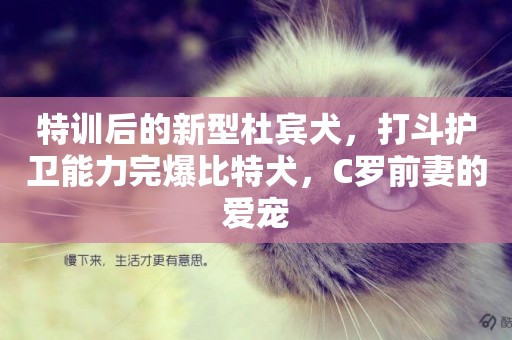 特訓后的新型杜賓犬，打斗護衛能力完爆比特犬，C羅前妻的愛寵
