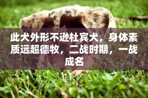 此犬外形不遜杜賓犬，身體素質遠超德牧，二戰時期，一戰成名