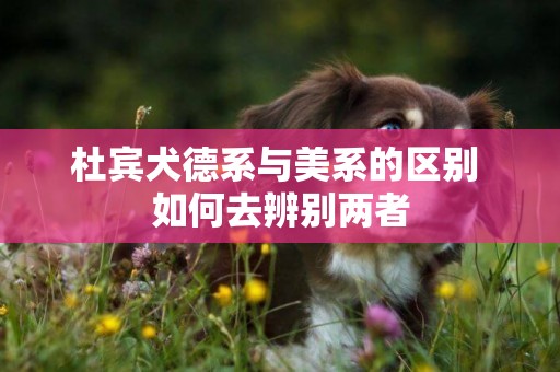 杜賓犬德系與美系的區別 如何去辨別兩者
