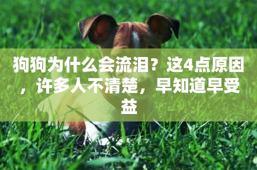 狗狗為什么會流淚？這4點原因，許多人不清楚，早知道早受益