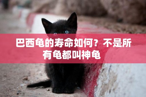 巴西龜的壽命如何？不是所有龜都叫神龜 