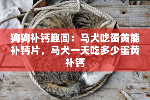 狗狗補鈣趣聞：馬犬吃蛋黃能補鈣片，馬犬一天吃多少蛋黃補鈣
