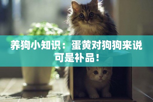 養狗小知識：蛋黃對狗狗來說可是補品！