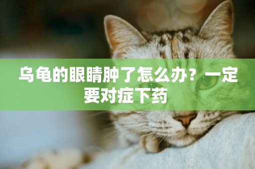 烏龜的眼睛腫了怎么辦？一定要對癥下藥 