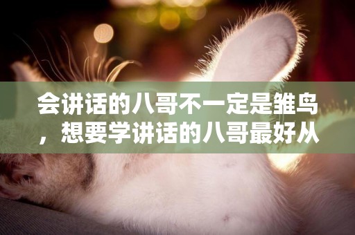 會講話的八哥不一定是雛鳥，想要學講話的八哥最好從雛鳥養起