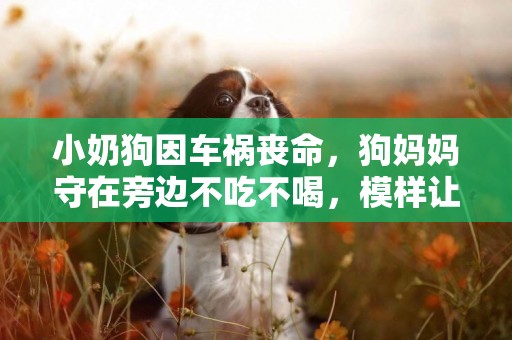 小奶狗因車禍喪命，狗媽媽守在旁邊不吃不喝，模樣讓人心疼！
