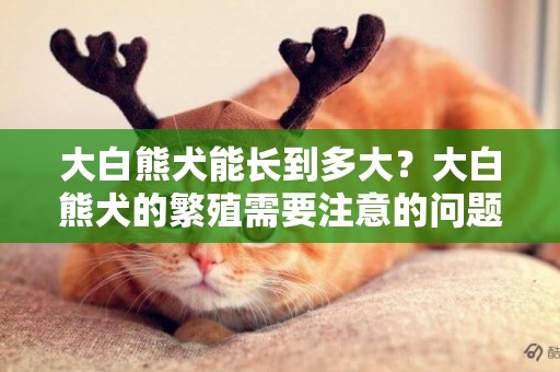 大白熊犬能長到多大？大白熊犬的繁殖需要注意的問題