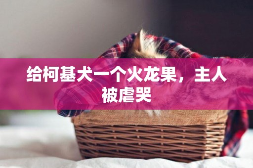 給柯基犬一個火龍果，主人被虐哭