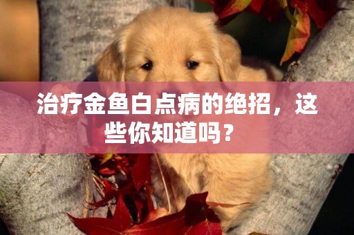 治療金魚白點病的絕招，這些你知道嗎？ 