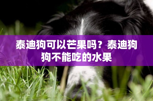 泰迪狗可以芒果嗎？泰迪狗狗不能吃的水果