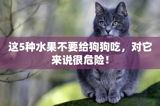 這5種水果不要給狗狗吃，對它來說很危險！