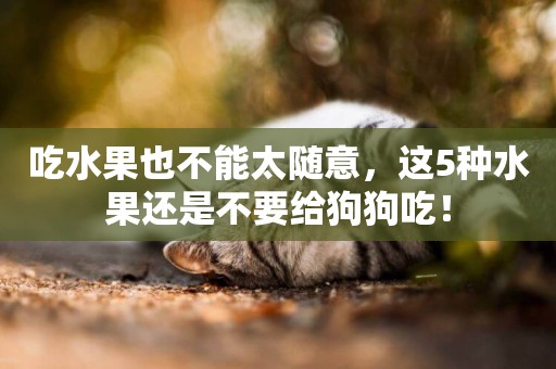 吃水果也不能太隨意，這5種水果還是不要給狗狗吃！