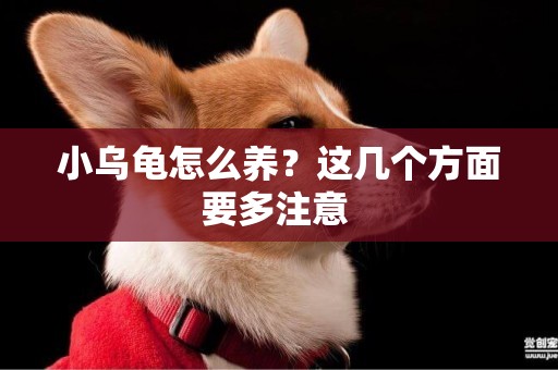 小烏龜怎么養？這幾個方面要多注意 