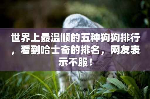 世界上最溫順的五種狗狗排行，看到哈士奇的排名，網友表示不服！