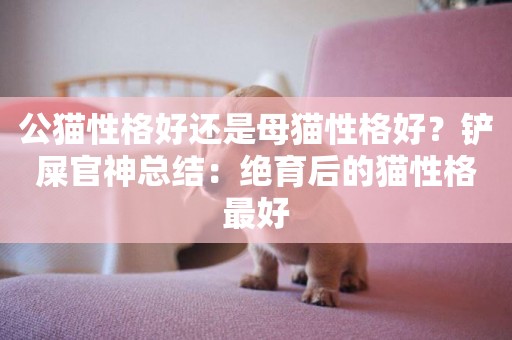 公貓性格好還是母貓性格好？鏟屎官神總結：絕育后的貓性格最好