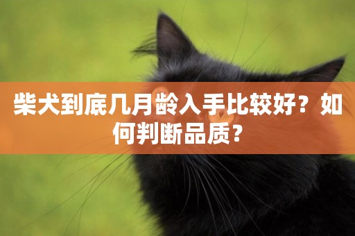 柴犬到底幾月齡入手比較好？如何判斷品質？