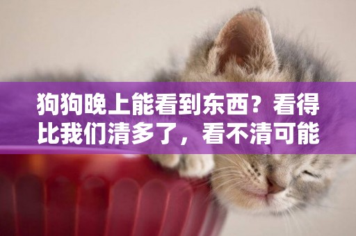 狗狗晚上能看到東西？看得比我們清多了，看不清可能是疾病引起的