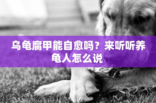 烏龜腐甲能自愈嗎？來聽聽養龜人怎么說 