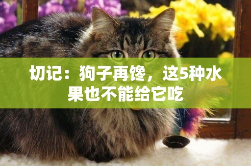 切記：狗子再饞，這5種水果也不能給它吃