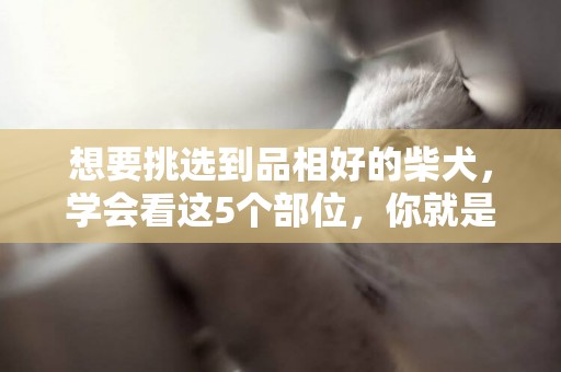 想要挑選到品相好的柴犬，學會看這5個部位，你就是行家！
