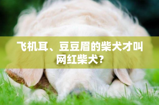 飛機耳、豆豆眉的柴犬才叫網紅柴犬？