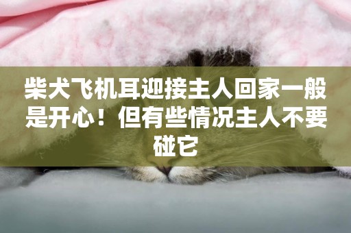 柴犬飛機耳迎接主人回家一般是開心！但有些情況主人不要碰它