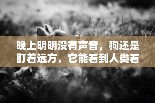 晚上明明沒有聲音，狗還是盯著遠方，它能看到人類看不到的東西？