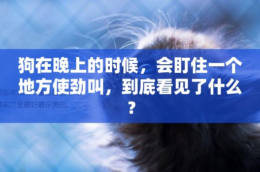 狗在晚上的時候，會盯住一個地方使勁叫，到底看見了什么？