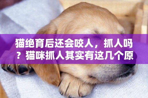 貓絕育后還會咬人，抓人嗎？貓咪抓人其實有這幾個原因