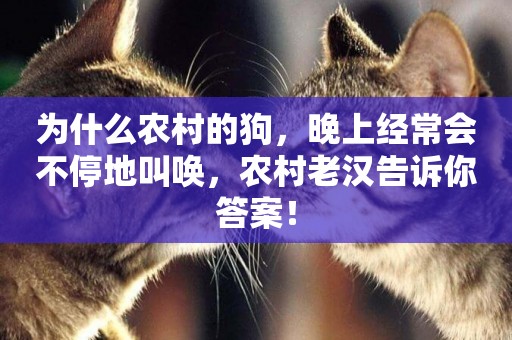 為什么農村的狗，晚上經常會不停地叫喚，農村老漢告訴你答案！
