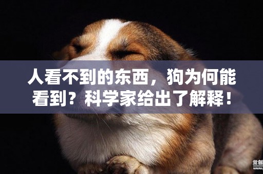 人看不到的東西，狗為何能看到？科學家給出了解釋！