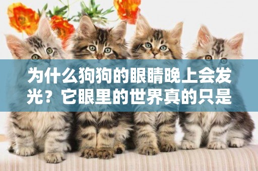 為什么狗狗的眼睛晚上會發光？它眼里的世界真的只是黑白色嗎