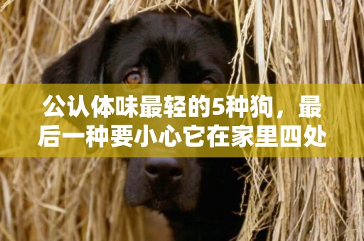 公認體味最輕的5種狗，最后一種要小心它在家里四處留下口水印記
