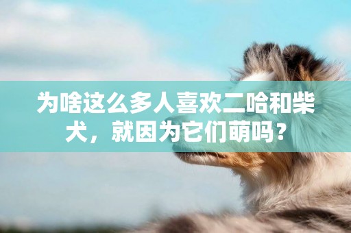 為啥這么多人喜歡二哈和柴犬，就因為它們萌嗎？