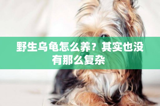 野生烏龜怎么養？其實也沒有那么復雜 