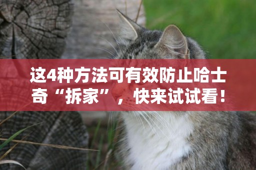這4種方法可有效防止哈士奇“拆家”，快來試試看！