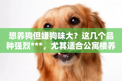 想養狗但嫌狗味大？這幾個品種強烈***，尤其適合公寓樓養