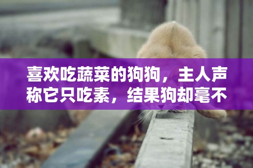 喜歡吃蔬菜的狗狗，主人聲稱它只吃素，結果狗卻毫不猶豫地吃了肉