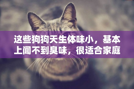 這些狗狗天生體味小，基本上聞不到臭味，很適合家庭飼養