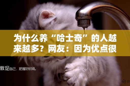 為什么養“哈士奇”的人越來越多？網友：因為優點很明顯！