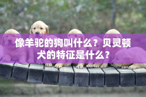 像羊駝的狗叫什么？貝靈頓犬的特征是什么？