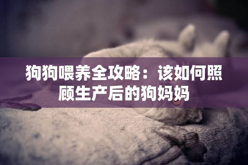 狗狗喂養全攻略：該如何照顧生產后的狗媽媽