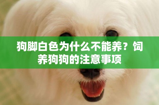 狗腳白色為什么不能養？飼養狗狗的注意事項
