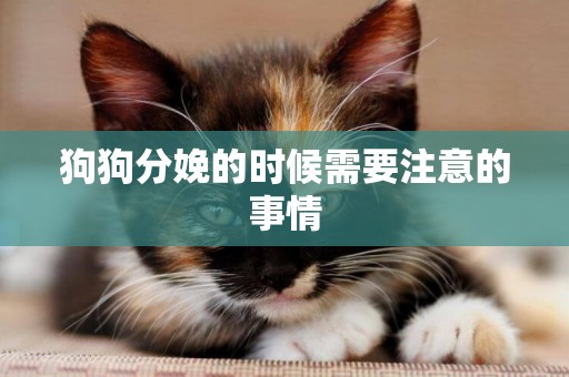 狗狗分娩的時候需要注意的事情