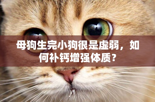 母狗生完小狗很是虛弱，如何補鈣增強體質？