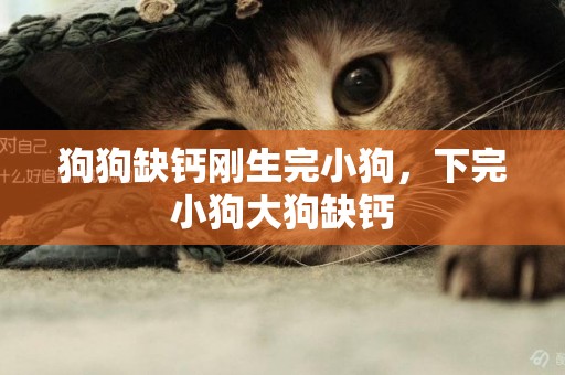 狗狗缺鈣剛生完小狗，下完小狗大狗缺鈣