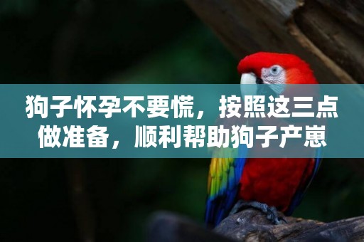 狗子懷孕不要慌，按照這三點做準備，順利幫助狗子產崽