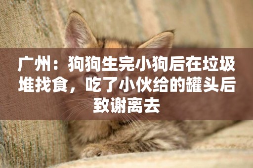 廣州：狗狗生完小狗后在垃圾堆找食，吃了小伙給的罐頭后致謝離去